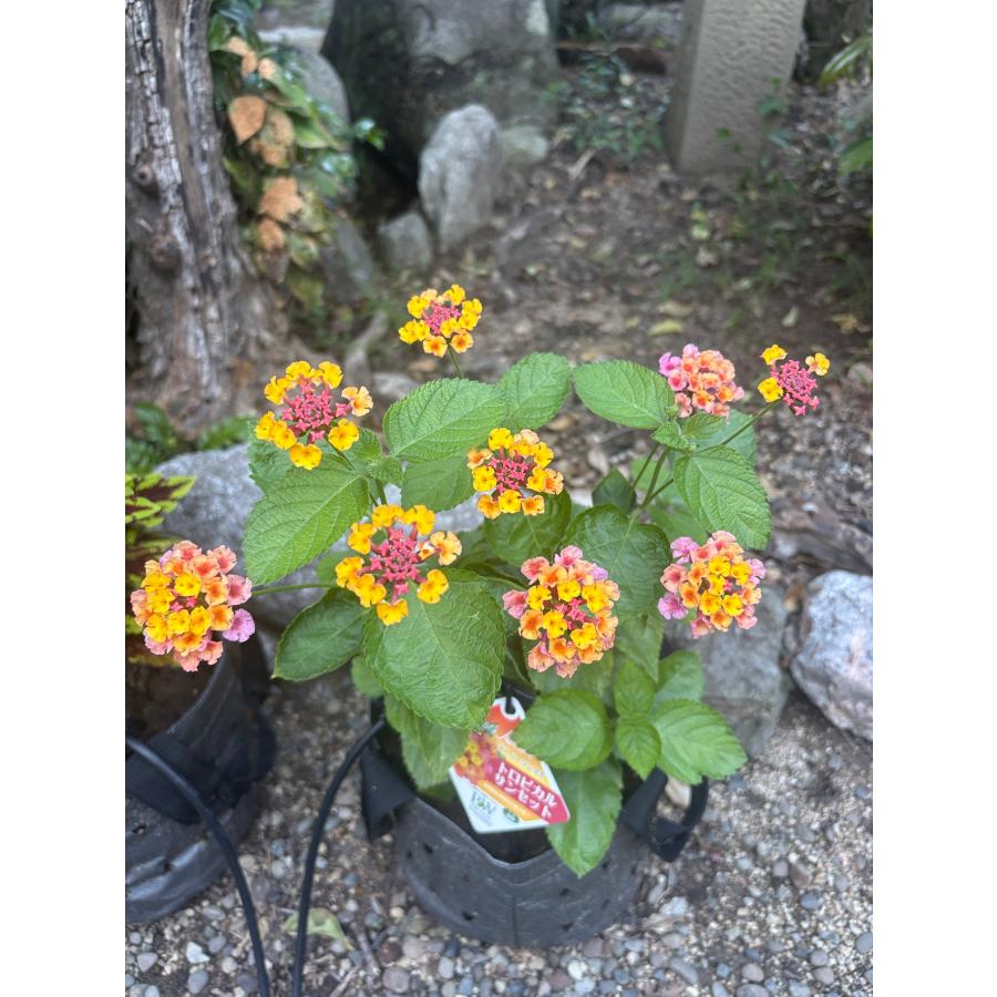 MIRAI POT X 3.8L/6号 3枚セット : 吉瀬園芸 - 通販 - Yahoo!ショッピング