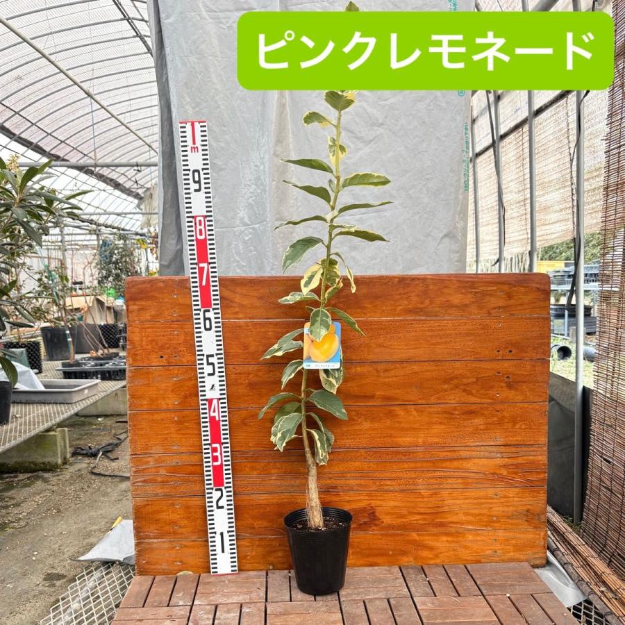 斑入りレモン ピンクレモネード 70cm前後/15cmポット : 吉瀬園芸