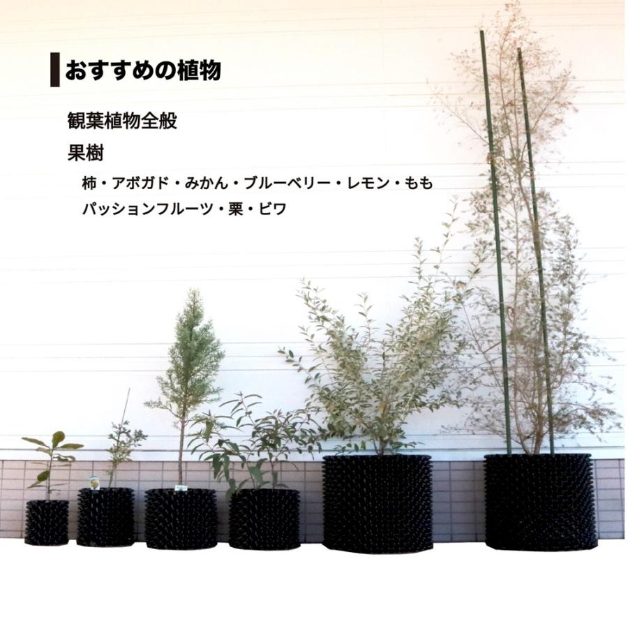 シルバーティーツリー　ルートプラスポット入り/ 559 シルバーティーツリー レプトスペルマム ティーツリー 約80