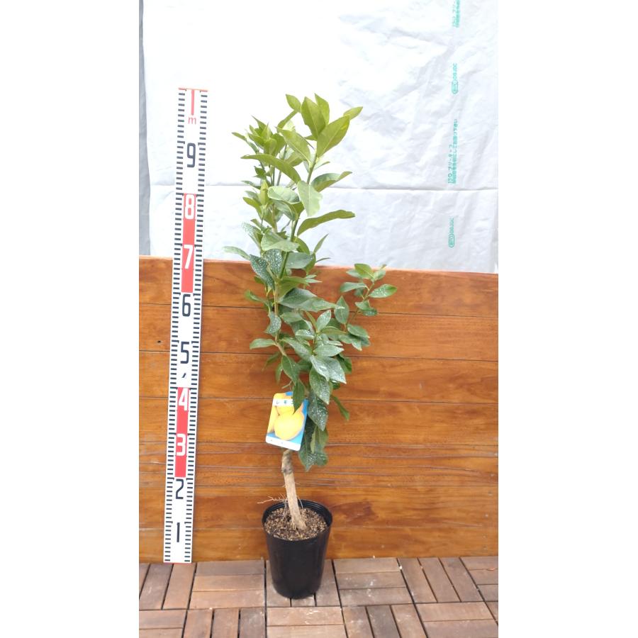 瀬戸内レモン 70cm前後/15cmポット : 吉瀬園芸 - 通販 - Yahoo