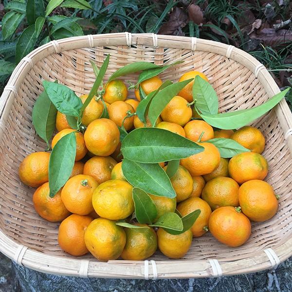送料無料 柑橘類 福来みかん ふくれみかん フクレミカン 七味唐辛子作りに 無農薬 無化学肥料 無消毒 三重県産1kg 皮まで安心 Fukure Mikan 吉助 Net 通販 Yahoo ショッピング