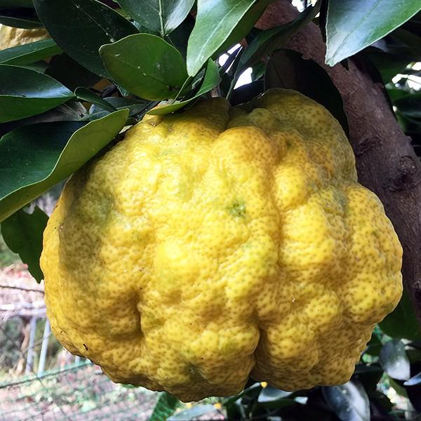 送料無料 柑橘類 柚子 鬼柚子 オニユズ 獅子柚子 シシユズ 無農薬 無化学肥料 無消毒 無除草剤 柚子 三重県産 2 3個セット 皮まで安心 Oniyuzu 2p 吉助 Net 通販 Yahoo ショッピング