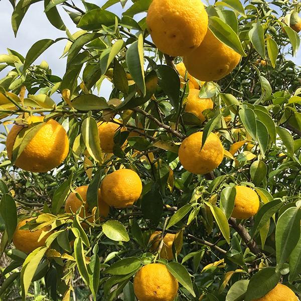 送料無料 柑橘類 柚子 ゆず 無農薬 無化学肥料 無消毒 ユズ 三重県産1kg 大きさまちまち皮まで安心 Yuzu 1kg 山里の恵みを届ける吉助 Net 通販 Yahoo ショッピング