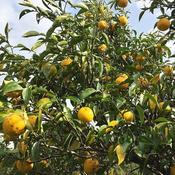 送料無料 柑橘類 柚子 ゆず 無農薬 無化学肥料 無消毒 ユズ 三重県産1kg 大きさまちまち皮まで安心 Yuzu 1kg 吉助 Net 通販 Yahoo ショッピング