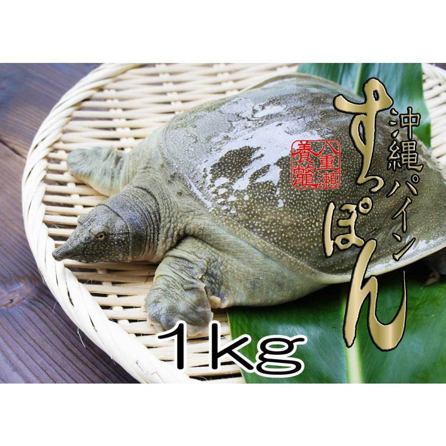 活沖縄パインすっぽん 1kg前後 すっぽん鍋 105 亀月yahoo ショップ 通販 Yahoo ショッピング