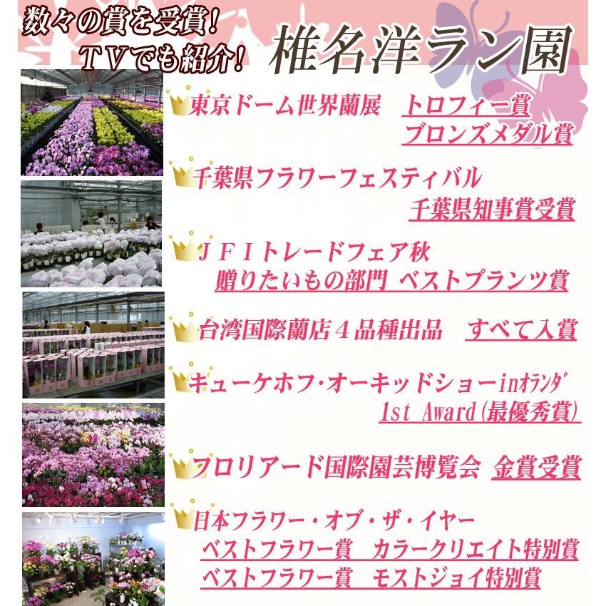 椎名洋ラン園のマイクロ胡蝶蘭１本立 カプセル あすに届けるお花屋さん 輝花 通販 Yahoo ショッピング