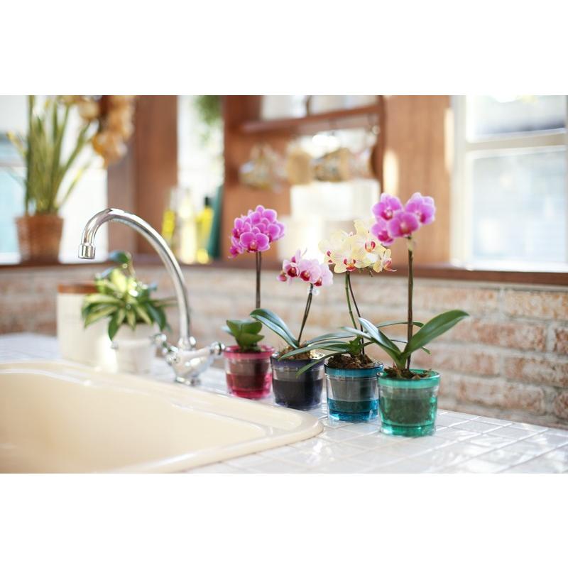 椎名洋ラン園のマイクロ胡蝶蘭「アクアポット」 : あすに届けるお花屋