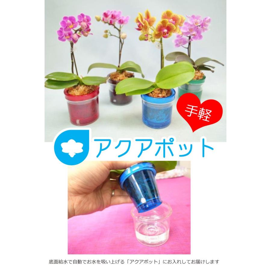 胡蝶蘭苗　胡蝶蘭　4ポット価格　5.0寸ポット 2F 椎名洋ラン園のマイクロ胡蝶蘭「アクアポット」 : あすに届けるお花屋