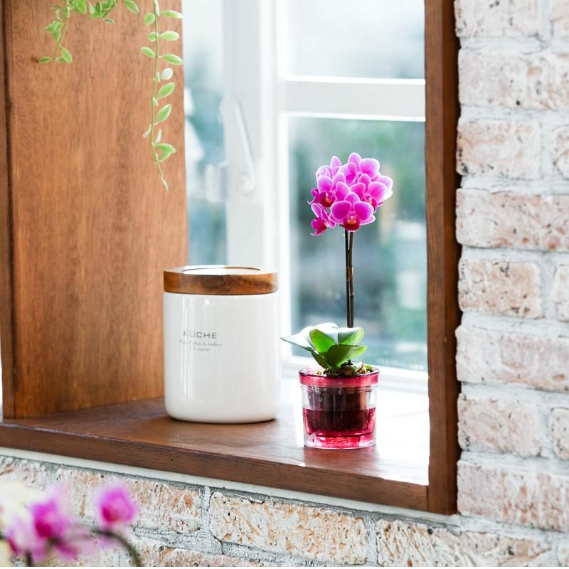 椎名洋ラン園のマイクロ胡蝶蘭「アクアポット」 : あすに届けるお花屋