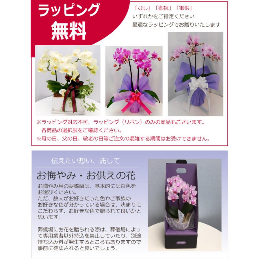世界ラン展多数受賞 選べる4色 椎名洋ラン園のミディ胡蝶蘭 世界ラン展多数受賞 選べる4色 椎名洋ラン園のミディ胡蝶蘭