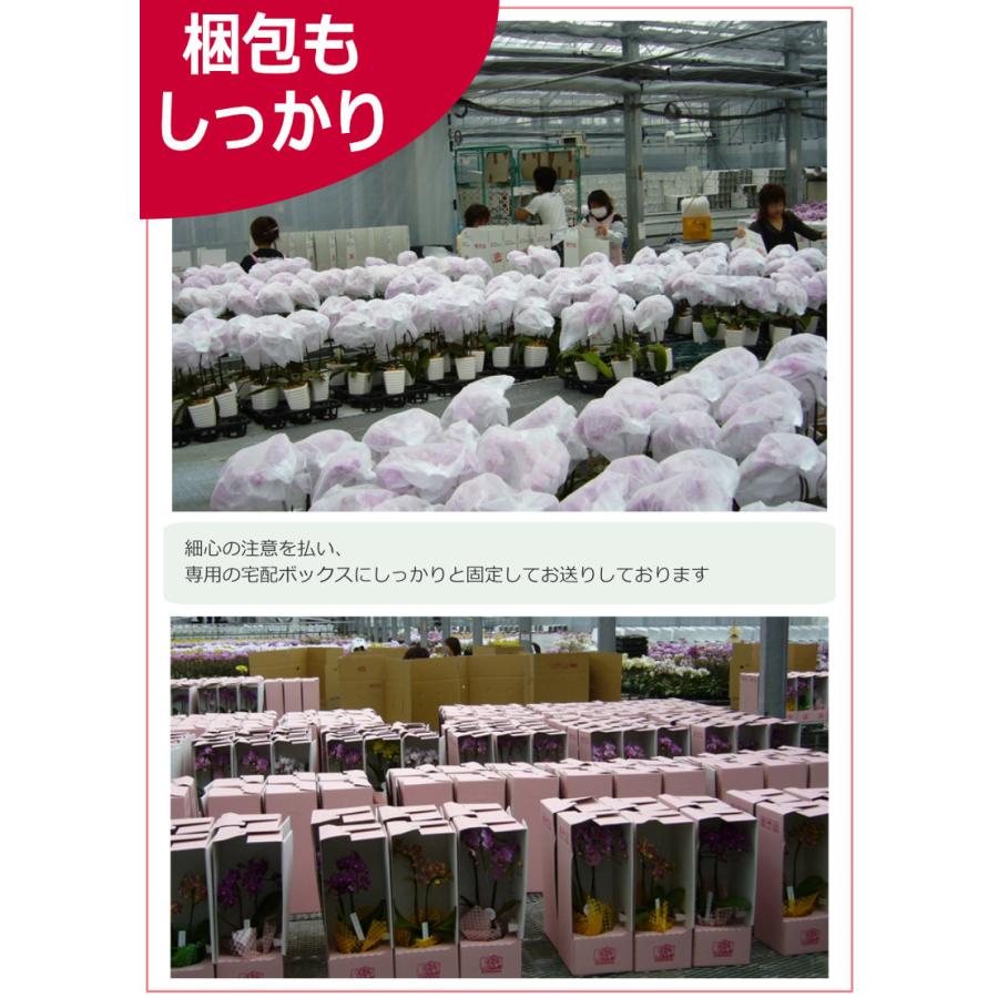 世界ラン展多数受賞 選べる4色 椎名洋ラン園のミディ胡蝶蘭 世界ラン展多数受賞 選べる4色 椎名洋ラン園のミディ胡蝶蘭