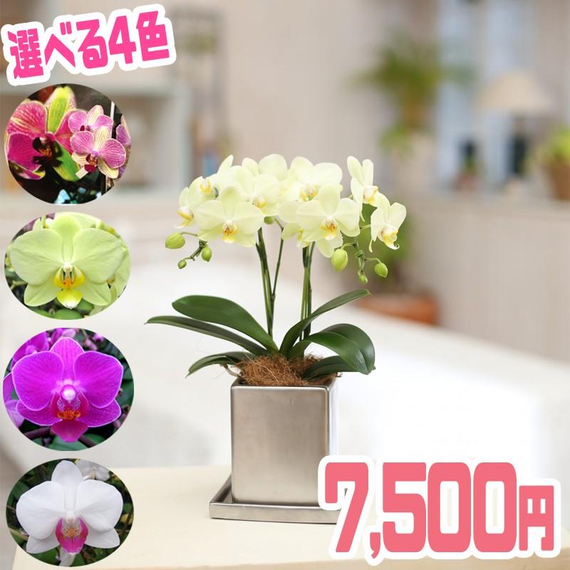 ꫛꫀꪝ✧‧˚シーグラスアート「心の華 ~幸せの胡蝶蘭 ~」ピンク　レアカラー ꫛꫀꪝ✧‧˚シーグラスアート「心の華 ~幸せの胡蝶蘭 ~」ピンク