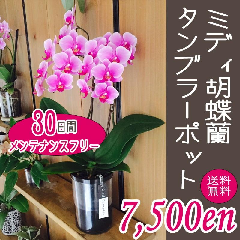 ミディ胡蝶蘭タンブラーポット2本立 あすに届けるお花屋さん 輝花 通販 Yahoo ショッピング