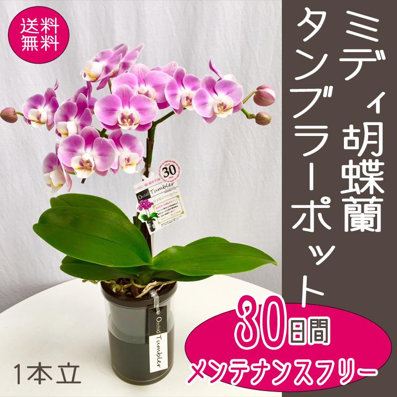 種類豊富な品揃え ミディ胡蝶蘭タンブラーポット1本立