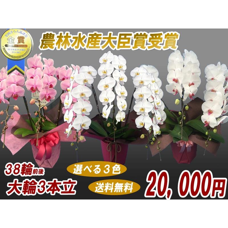 胡蝶蘭　大輪３本立ち　20，000円 明日贈れる 選べる３色 白 ピンク 赤リップ　 贈答用 お祝い ギフト お供え 38輪前後 白