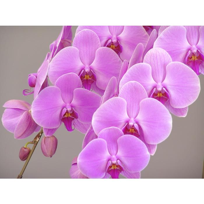 胡蝶蘭　大輪３本立ち　20，000円 明日贈れる 選べる３色 白 ピンク 赤リップ　 贈答用 お祝い ギフト お供え 38輪前後 白