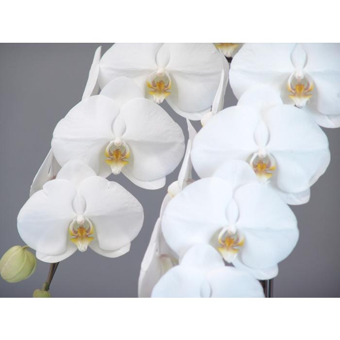 胡蝶蘭　大輪３本立ち　20，000円 明日贈れる 選べる３色 白 ピンク 赤リップ　 贈答用 お祝い ギフト お供え 38輪前後 白