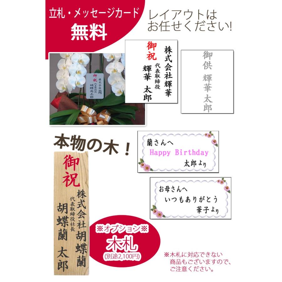胡蝶蘭　大輪３本立ち　20，000円 明日贈れる 選べる３色 白 ピンク 赤リップ　 贈答用 お祝い ギフト お供え 38輪前後 白