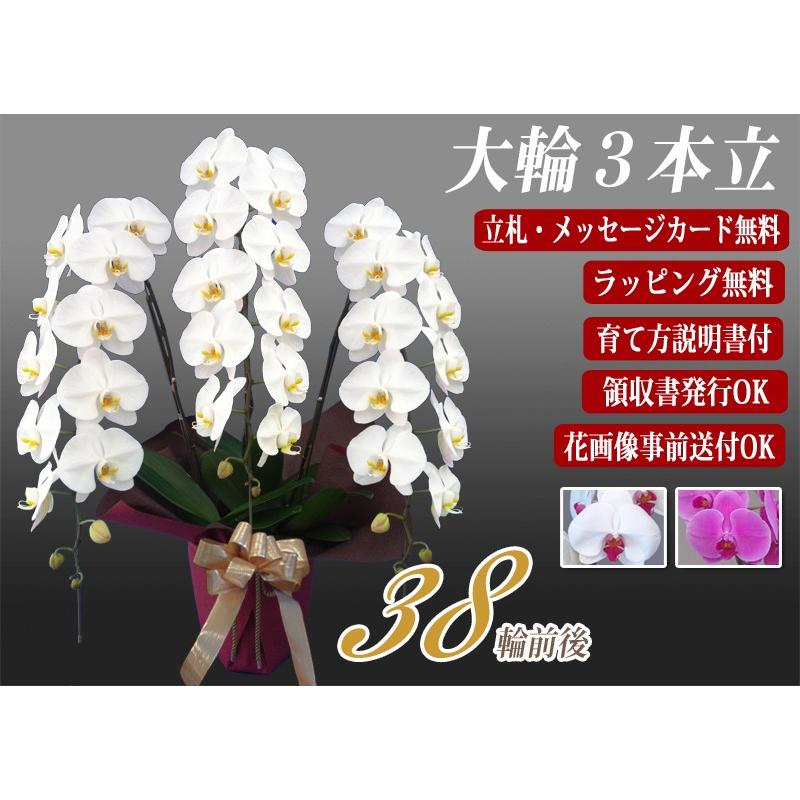 胡蝶蘭　大輪３本立ち　20，000円 明日贈れる 選べる３色 白 ピンク 赤リップ　 贈答用 お祝い ギフト お供え 38輪前後 白