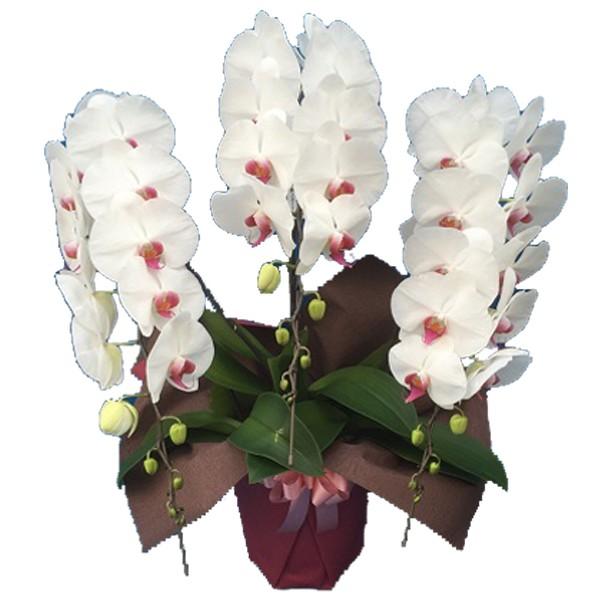 胡蝶蘭　大輪３本立ち　20，000円 明日贈れる 選べる３色 白 ピンク 赤リップ　 贈答用 お祝い ギフト お供え 38輪前後 白