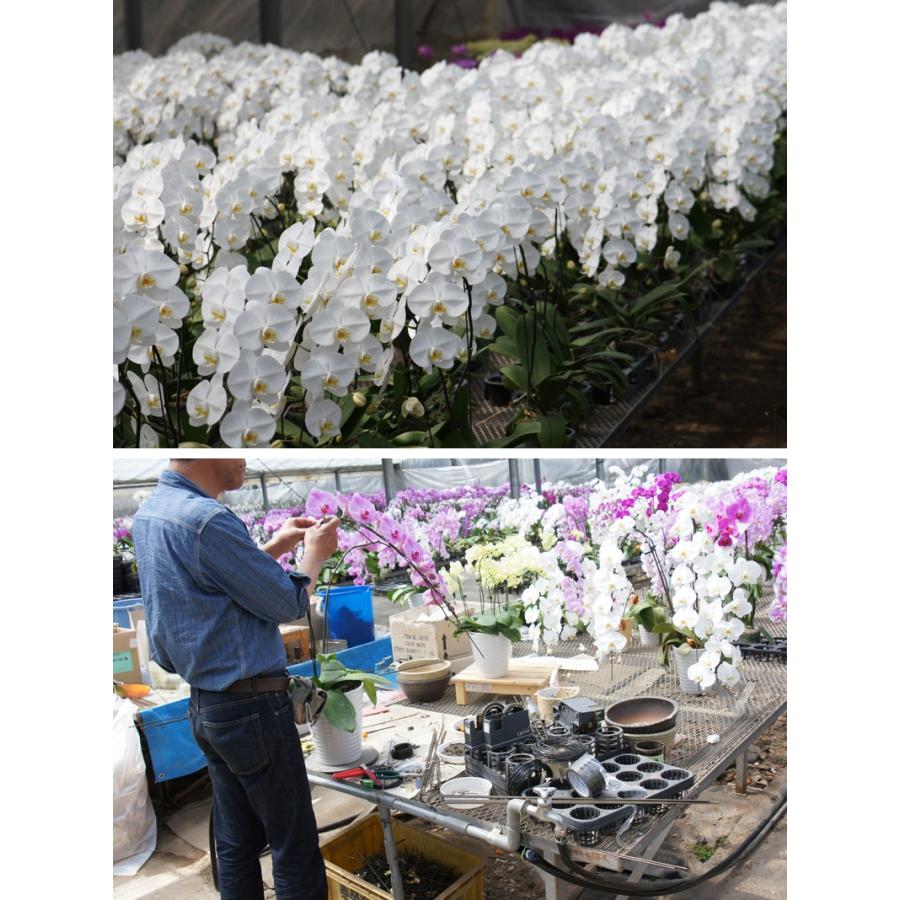 胡蝶蘭　大輪３本立ち　20，000円 明日贈れる 選べる３色 白 ピンク 赤リップ　 贈答用 お祝い ギフト お供え 38輪前後 白