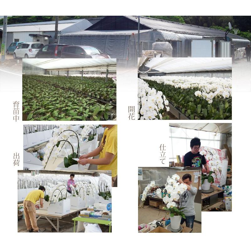 胡蝶蘭　大輪３本立ち　20，000円 明日贈れる 選べる３色 白 ピンク 赤リップ　 贈答用 お祝い ギフト お供え 38輪前後 白