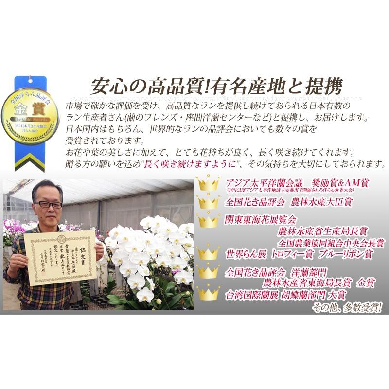 胡蝶蘭　大輪３本立ち　20，000円 明日贈れる 選べる３色 白 ピンク 赤リップ　 贈答用 お祝い ギフト お供え 38輪前後 白