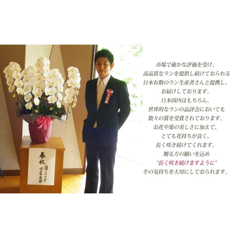 胡蝶蘭　大輪３本立ち　20，000円 明日贈れる 選べる３色 白 ピンク 赤リップ　 贈答用 お祝い ギフト お供え 38輪前後 白