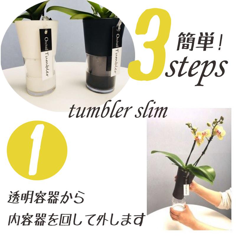 世界ラン展多数受賞!椎名洋ラン園のミディ胡蝶蘭タンブラーポット