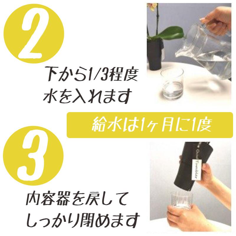 世界ラン展多数受賞!椎名洋ラン園のミディ胡蝶蘭タンブラーポット