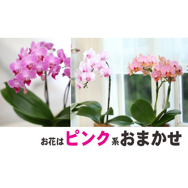 世界ラン展多数受賞!椎名洋ラン園のミディ胡蝶蘭タンブラー 世界ラン展多数受賞!椎名洋ラン園のミディ胡蝶蘭タンブラー