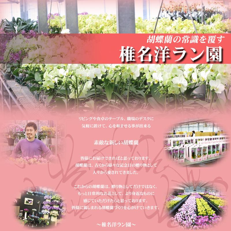 世界ラン展多数受賞!椎名洋ラン園のミディ胡蝶蘭タンブラー 世界ラン展多数受賞!椎名洋ラン園のミディ胡蝶蘭タンブラー