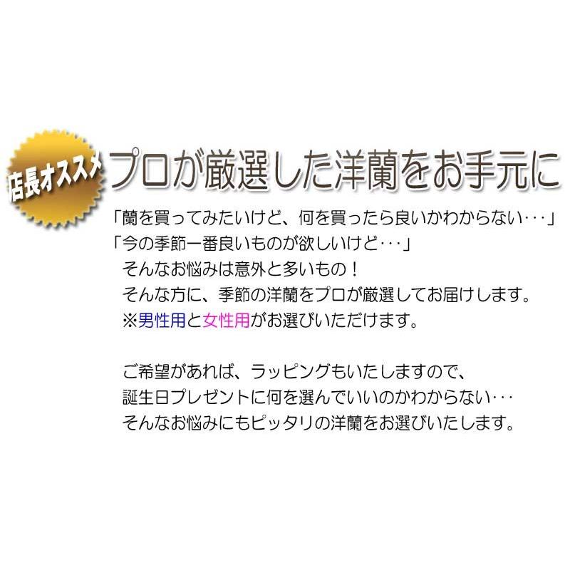 洋蘭おまかせ4,000円 : あすに届けるお花屋さん 輝花 - 通販 洋蘭おまかせ4,000円 : あすに届けるお花屋さん 輝花 - 通販