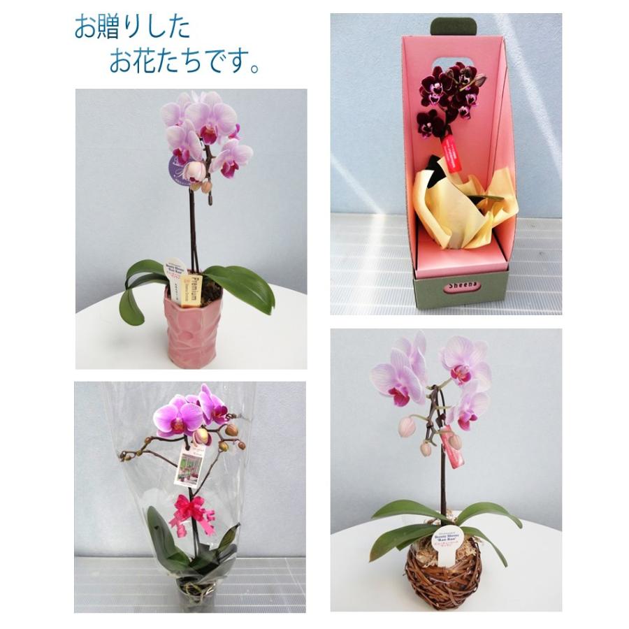 洋蘭おまかせ4,000円 : あすに届けるお花屋さん 輝花 - 通販 洋蘭おまかせ4,000円 : あすに届けるお花屋さん 輝花 - 通販