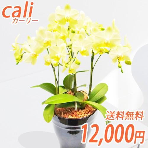 カーリー3本立　イエロー系胡蝶蘭