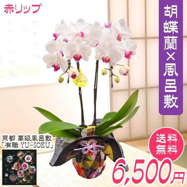 ミディ胡蝶蘭２本立風呂敷包み 赤リップ系 Segurosaurora Com