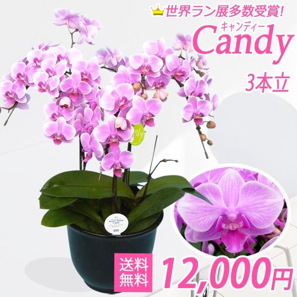 キャンディー3本立 生花 御祝 輝花 あすに届けるお花屋さん 当選