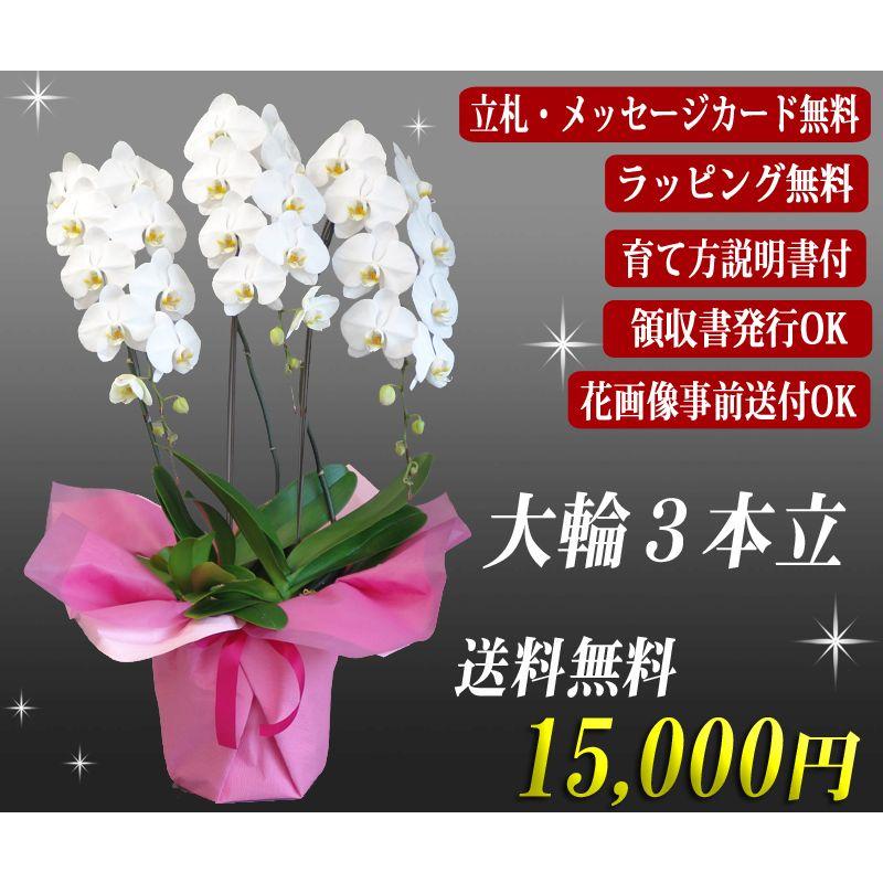 敬老ギフト 胡蝶蘭　大輪 ３本立ち 送料無料 明日贈れる 15,000円　35輪前後 お祝い ギフト お供え 開店祝い 即日配送｜kihana-shop｜05