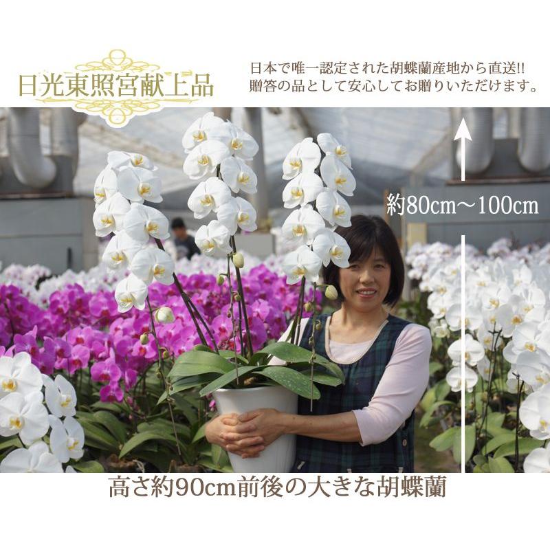 胡蝶蘭　大輪３本立ち　20,000円 明日贈れる 選べる３色 白 ピンク 赤リップ　 贈答用 お祝い ギフト お供え 38輪前後 【四国】