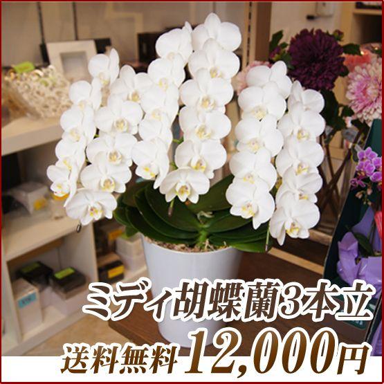 敬老ギフト 胡蝶蘭　ミディ　3本立ち　明日贈れる　贈答用 お祝い ギフト お供え