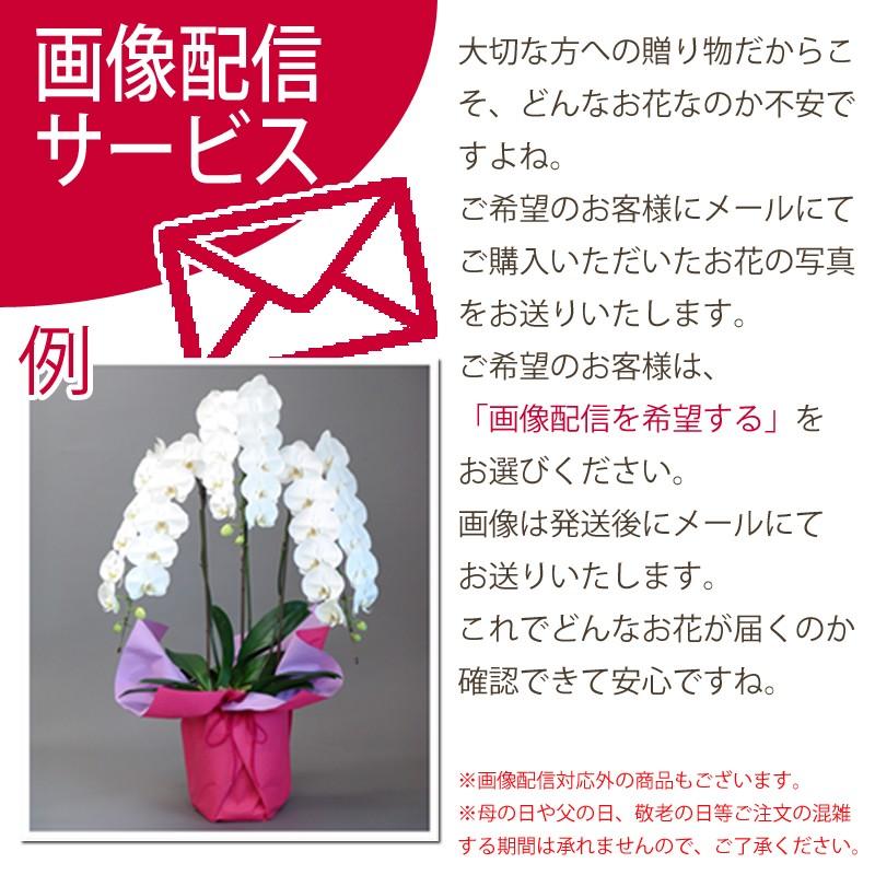 明日贈れる カジュアル胡蝶蘭「in your room」Double(2本立ち 明日贈れる カジュアル胡蝶蘭「in your room」Double(2本立ち