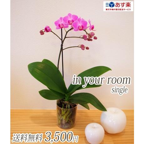 【敬老ギフト】明日贈れる カジュアル胡蝶蘭「in your room」Single(1本立ち)｜kihana-shop