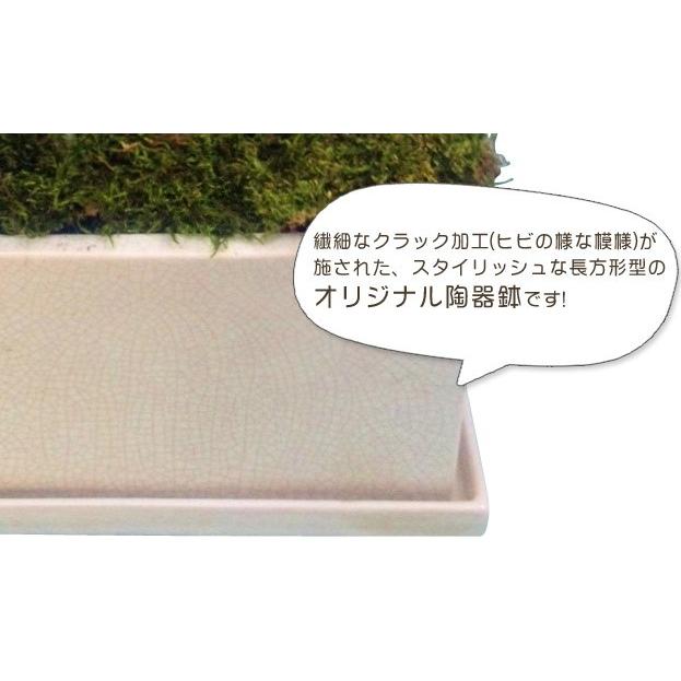 母の日ギフト ミディ3本立オリジナル陶器鉢(パルテノ鉢)　ピンク系【選べる2色】ピンク系、イエロー系_1