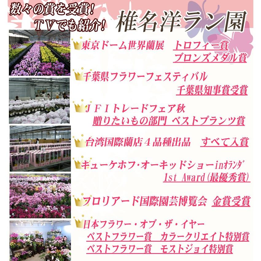 母の日ギフト おまかせMIX3本立の画像