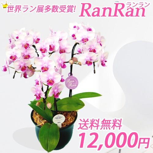 ランラン3本立