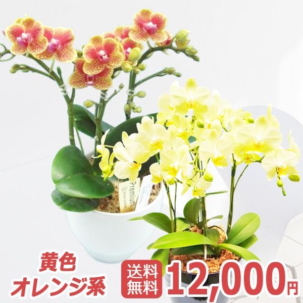 世界ラン展多数受賞!椎名洋ラン園のミディ３本立＜イエロー系もしくはオレンジ系＞