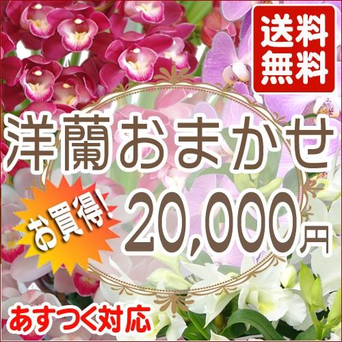 ブランド登録なし - 洋蘭おまかせ20,000円 鉢花-生花