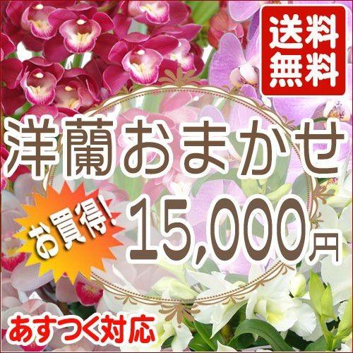 洋蘭おまかせ15,000円
