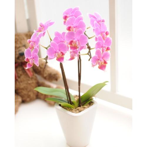 明日贈れる テーブル胡蝶蘭 : あすに届けるお花屋さん 輝花