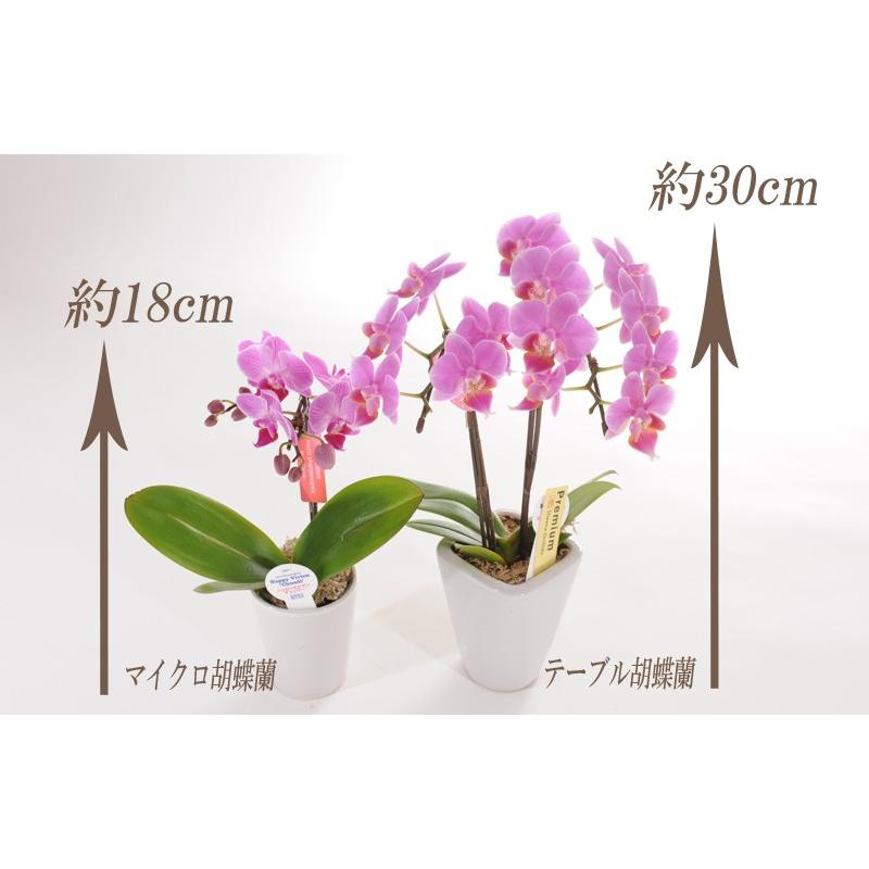 明日贈れる テーブル胡蝶蘭 : あすに届けるお花屋さん 輝花